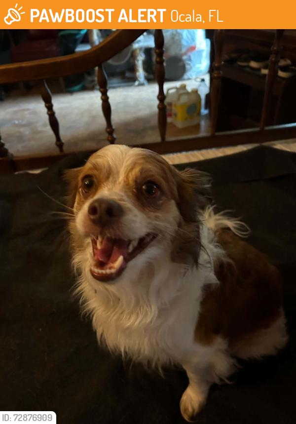 Found/Stray Male Dog last seen SW 105 th ave 34481, Ocala, FL 34481