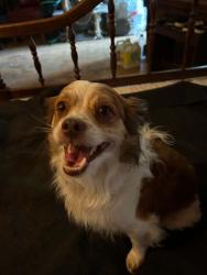 Found/Stray Male Dog last seen SW 105 th ave 34481, Ocala, FL 34481