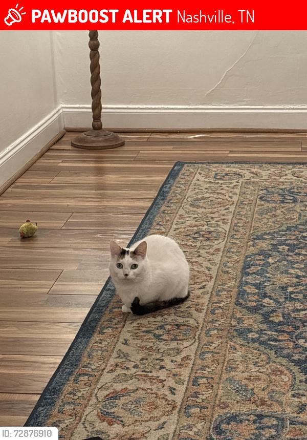 Lost Female Cat last seen Radnor Street, Nashville, TN 37211