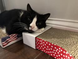 Lost Female Cat last seen Top Flite ln and crooked tree, Mason, OH 45040