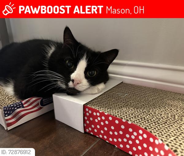 Lost Female Cat last seen Top Flite ln and crooked tree, Mason, OH 45040