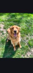 Reunited Male Dog last seen Emery Ln and Mill Rd, Salisbury Township, PA 17555