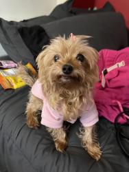 Lost Female Dog last seen In the apmt building , Golden, CO 80401