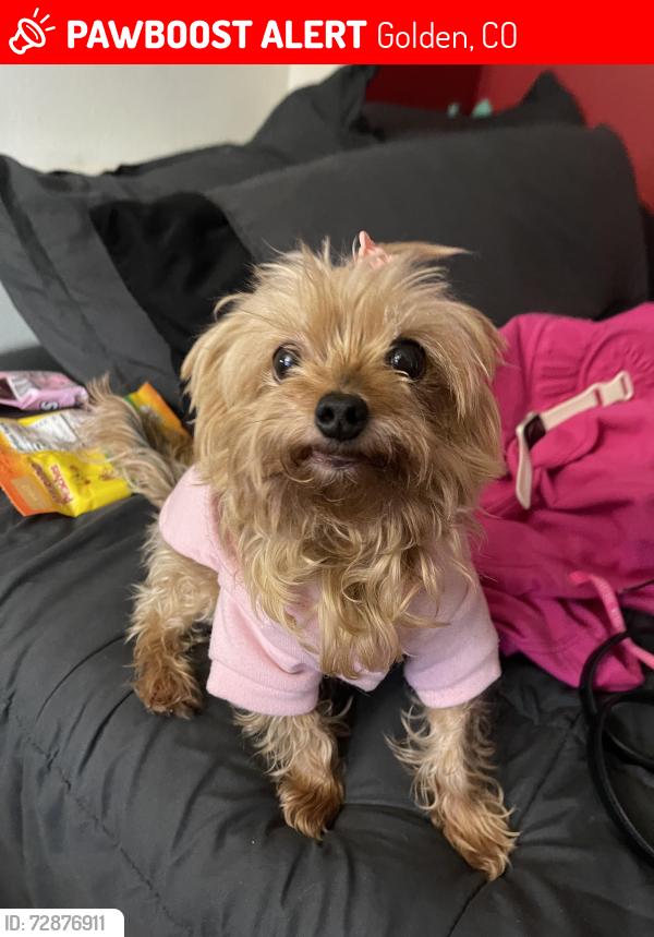 Lost Female Dog last seen In the apmt building, Golden, CO 80401