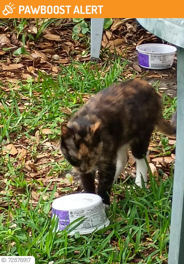 Found/Stray Unknown Cat last seen Old Beach Road, St. Augustine Beach, FL 32080