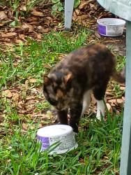 Found/Stray Unknown Cat last seen Old Beach Road, St. Augustine Beach, FL 32080