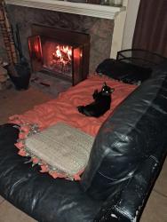 Lost Male Cat last seen By the bridge at the lake on argentine st side ( small lake ), Georgetown, CO 80444