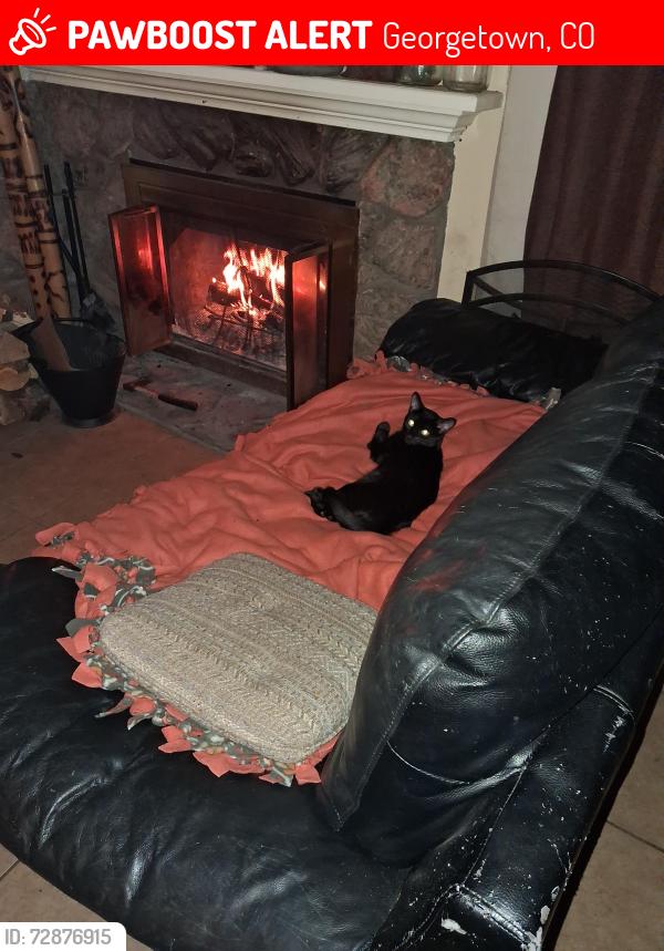 Lost Male Cat last seen By the bridge at the lake on argentine st side ( small lake ), Georgetown, CO 80444