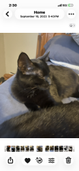 Lost Male Cat last seen Marple, Philadelphia, PA 19136