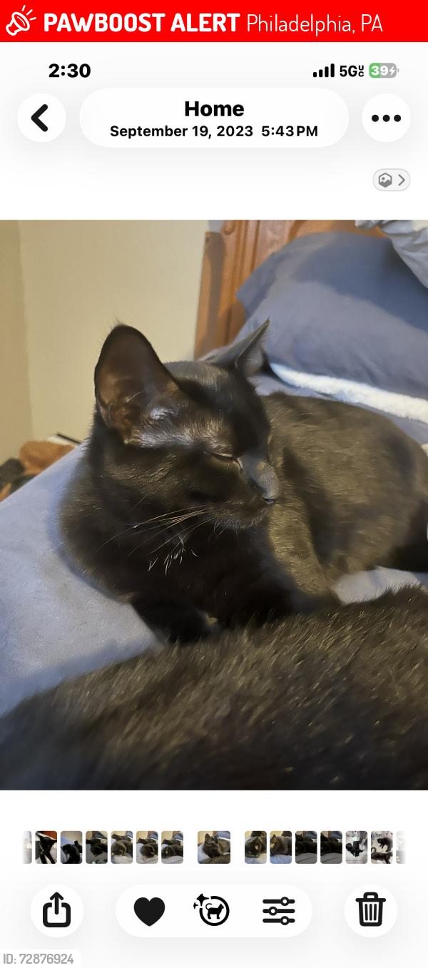 Lost Male Cat last seen Marple, Philadelphia, PA 19136