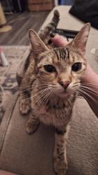 Found/Stray Female Cat last seen Creekmore apmts , Denison, TX 75020