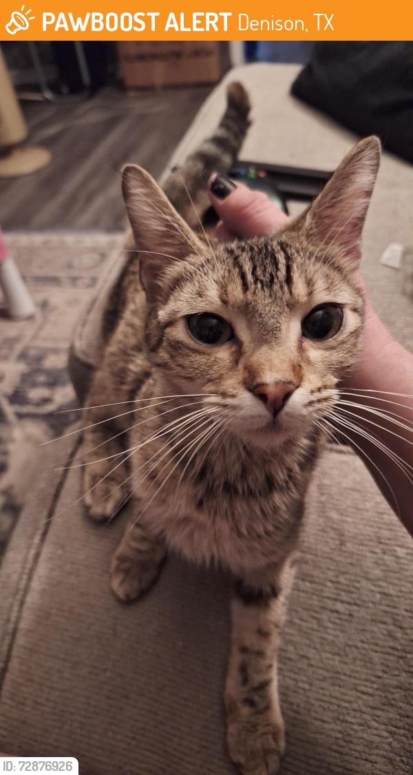 Found/Stray Female Cat last seen Creekmore apmts , Denison, TX 75020