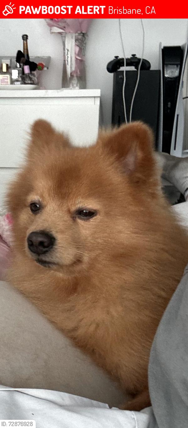Lost Male Dog last seen In Brisbane , Brisbane, CA 94005