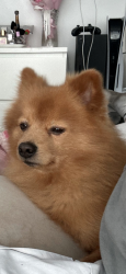 Lost Male Dog last seen In Brisbane , Brisbane, CA 94005