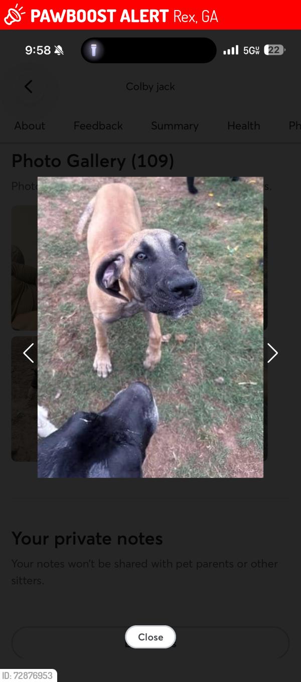 Lost Male Dog last seen Dale Rd and Creekwood , Rex, GA 30273