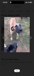 Lost Male Dog last seen Dale Rd and Creekwood , Rex, GA 30273