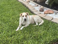 Lost Female Dog last seen 7th street, Harlingen, TX 78550