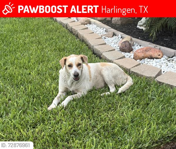 Lost Female Dog last seen 7th street, Harlingen, TX 78550