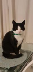 Lost Female Cat last seen Bonville Place , Leicester, England LE3