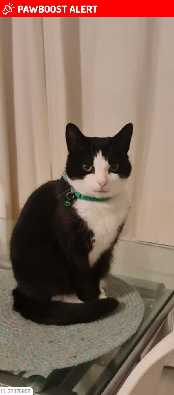 Lost Female Cat last seen Bonville Place, Leicester, England LE3