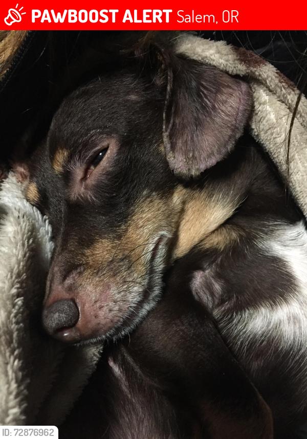 Lost Male Dog last seen River st ne and liberty st ne , Salem, OR 97301