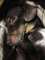 Lost Male Dog last seen River st ne and liberty st ne , Salem, OR 97301