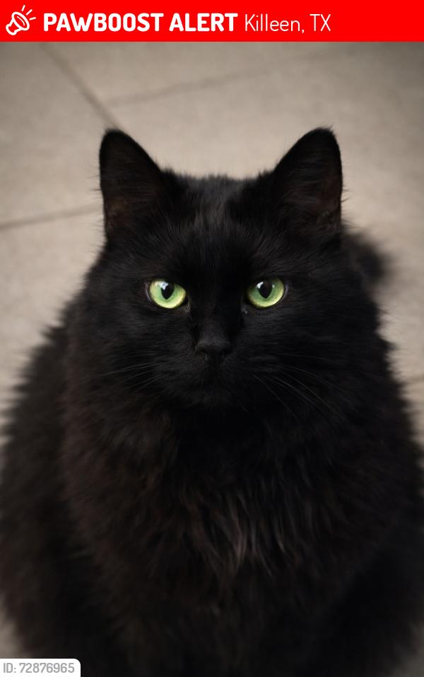 Lost Female Cat last seen Meadow Lark and Chaparral, Killeen, TX 76542