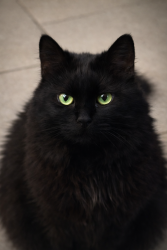 Lost Female Cat last seen Meadow Lark and Chaparral, Killeen, TX 76542