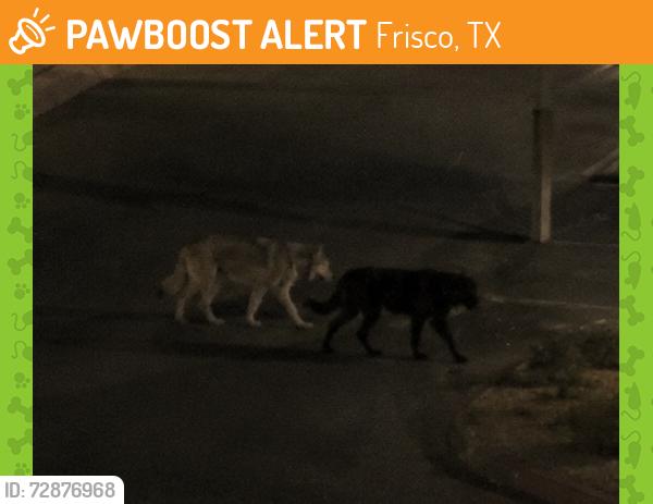 Found/Stray Unknown Dog last seen Inside of Stonebriar of Frisco apmt complex, Frisco, TX 75034