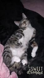 Lost Male Cat last seen Buckley and Mexico , Aurora, CO 80017