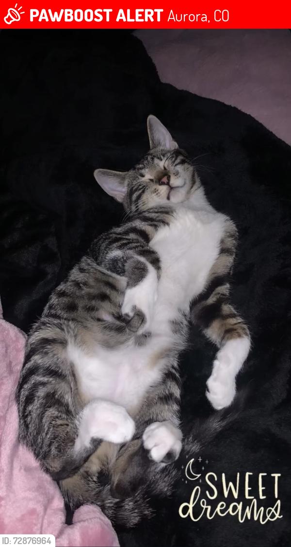 Lost Male Cat last seen Buckley and Mexico , Aurora, CO 80017