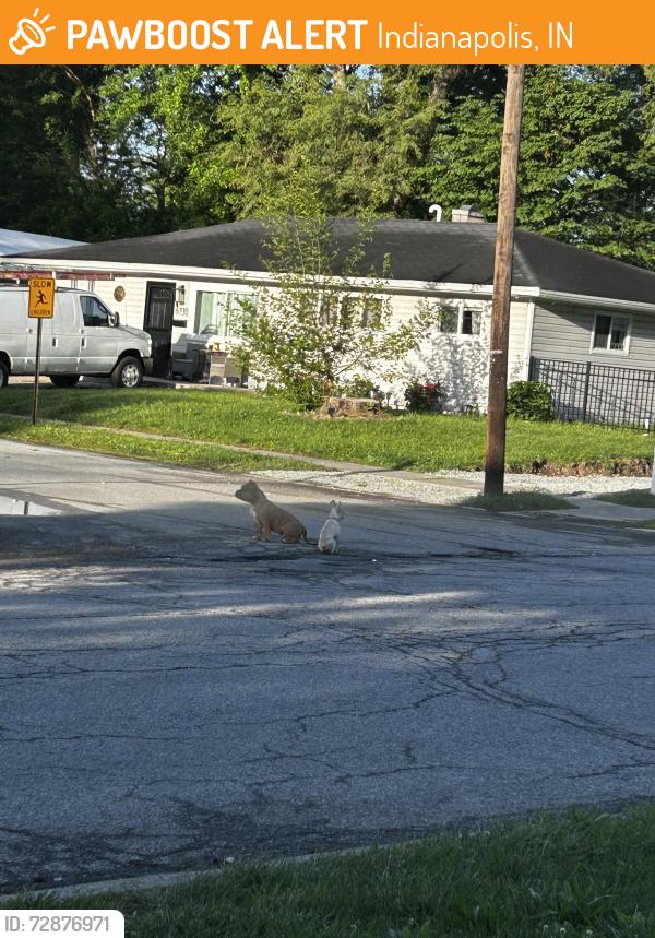 Found/Stray Unknown Dog last seen 52nd St and Leone Dr, Indianapolis, IN 46226