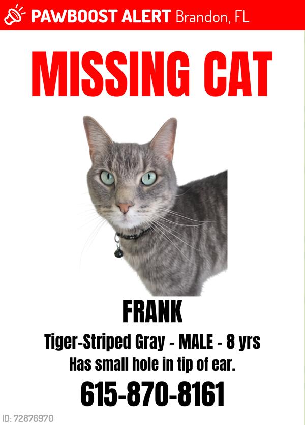 Lost Male Cat last seen Windhorst and Broadway, Brandon, FL 33510