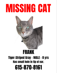 Lost Male Cat last seen Windhorst and Broadway, Brandon, FL 33510