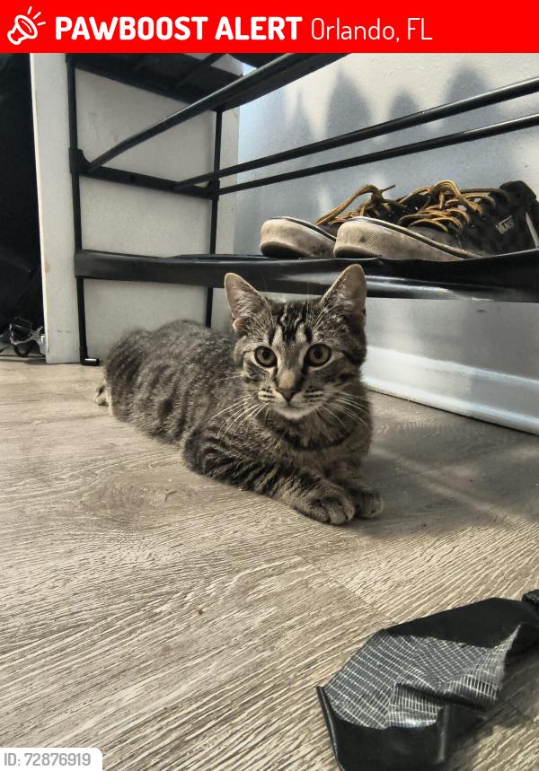 Lost Male Cat last seen Truman rd and decatur st on the cady way trail goes , Orlando, FL 32814