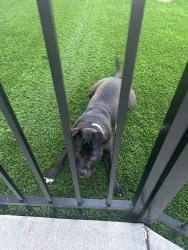 Found/Stray Unknown Dog last seen shelby and spann ave, Indianapolis, IN 46203