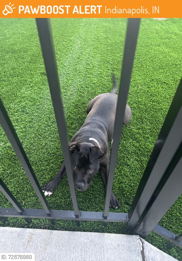Found/Stray Unknown Dog last seen shelby and spann ave, Indianapolis, IN 46203