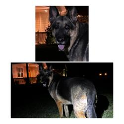 Found/Stray Female Dog last seen S. Sunnylane and 12th (119th), Oklahoma City, OK 73160