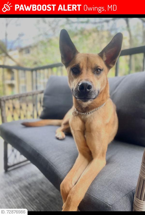 Lost Male Dog last seen Unknown, Owings, MD 20736