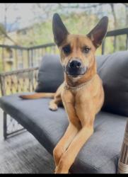 Lost Male Dog last seen Unknown, Owings, MD 20736