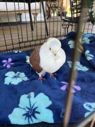 Found/Stray Unknown Bird last seen Henderson Ave rosemont ave , Ridley Park, PA 19078