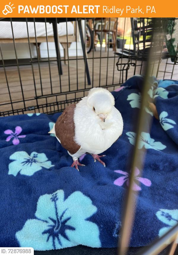 Found/Stray Unknown Bird last seen Henderson Ave rosemont ave , Ridley Park, PA 19078