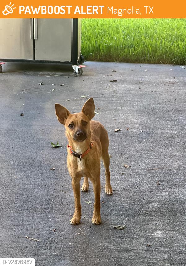 Found/Stray Male Dog last seen On 1488 near Magnolia High School, Magnolia, TX 77354