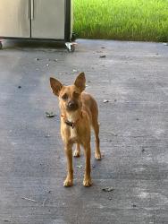 Found/Stray Male Dog last seen On 1488 near Magnolia High School, Magnolia, TX 77354