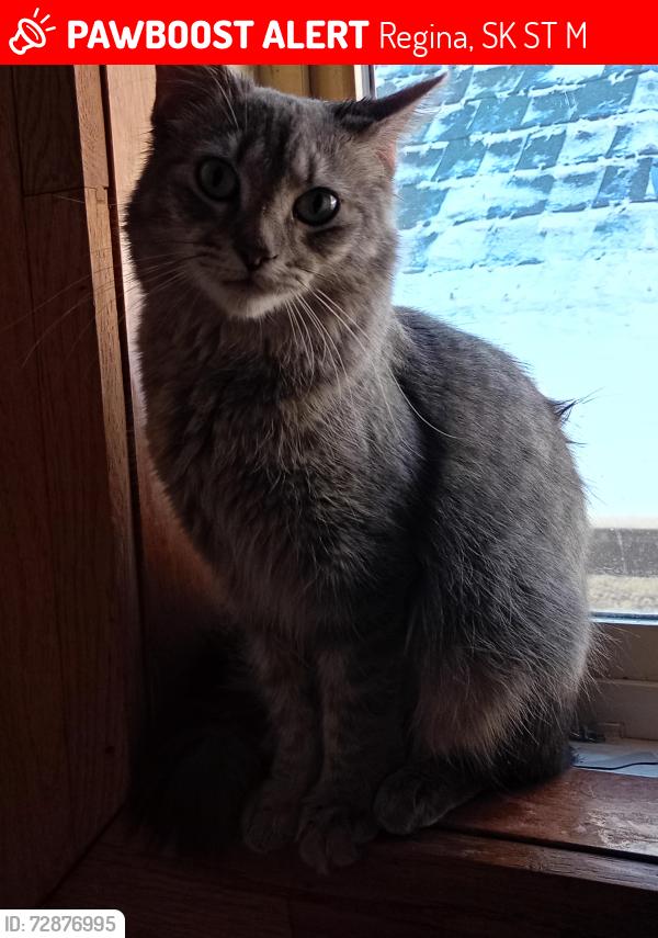 Lost Female Cat last seen Robinson , Regina, SK S4T 2M8