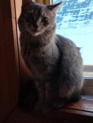Lost Female Cat last seen Robinson , Regina, SK S4T 2M8