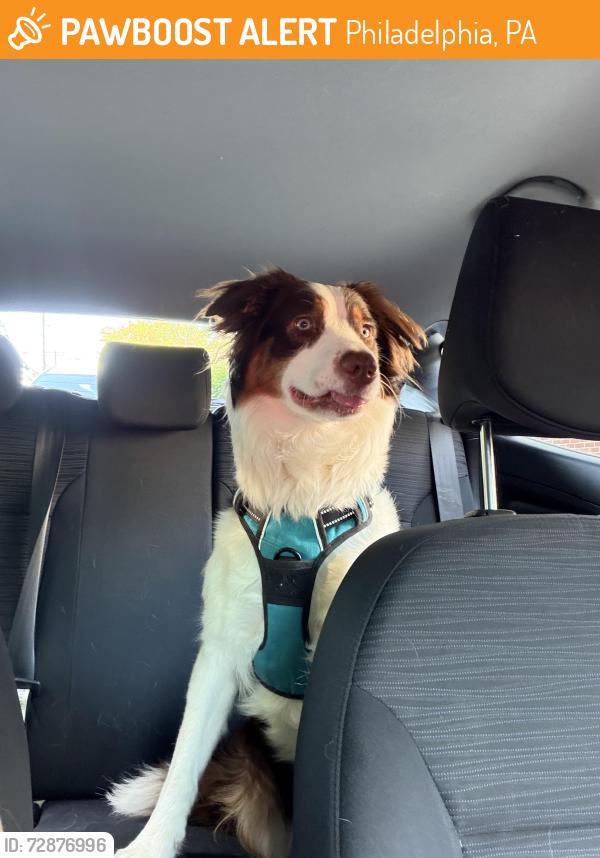 Found/Stray Female Dog last seen Milton street and Washington lane, Philadelphia, PA 19119