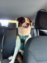 Found/Stray Female Dog last seen Milton street and Washington lane, Philadelphia, PA 19119