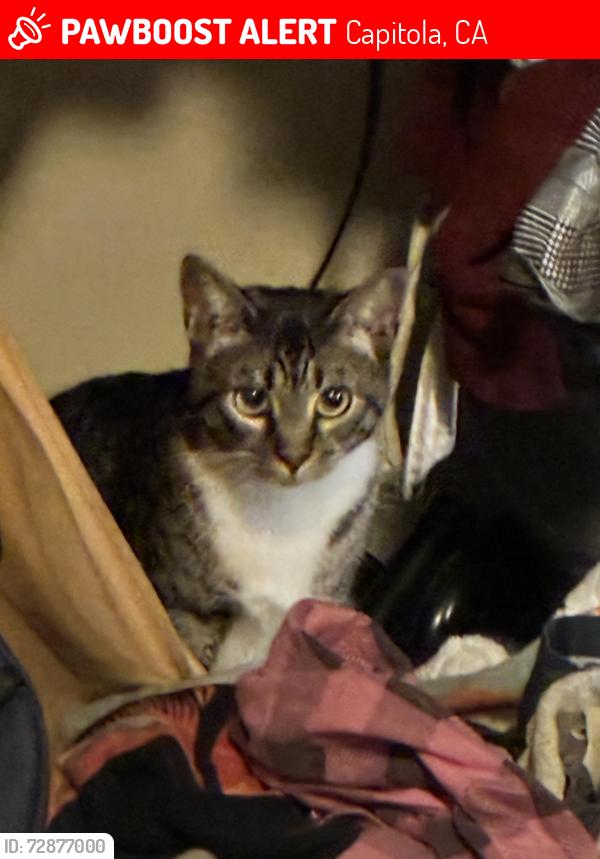 Lost Female Cat last seen Wharf road, Capitola, CA 95010