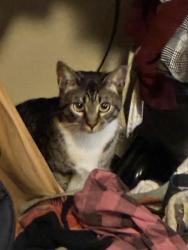 Lost Female Cat last seen Wharf road, Capitola, CA 95010